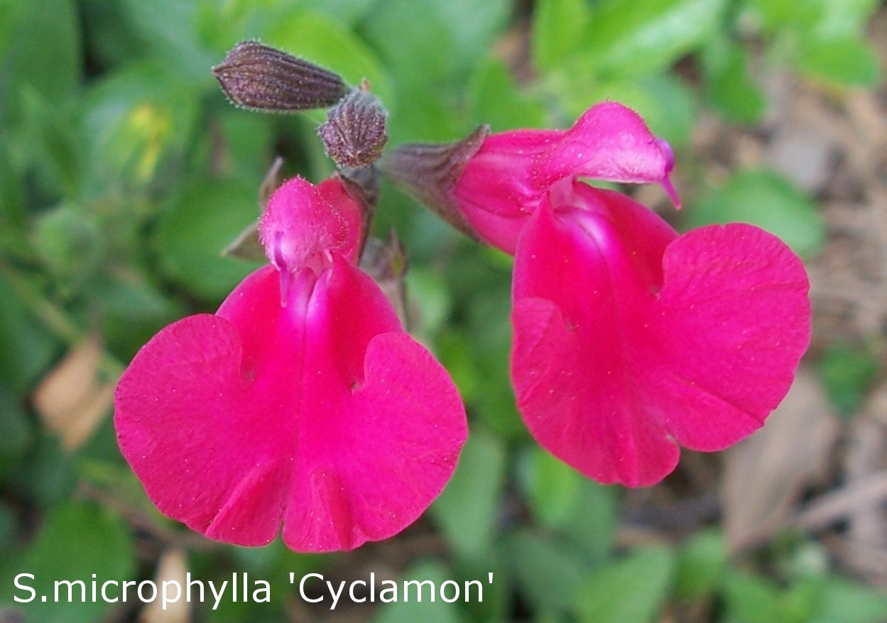 6.9 S.Cyclamon