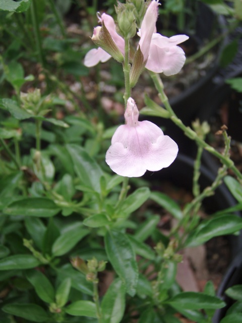 Salvia 'Grace'