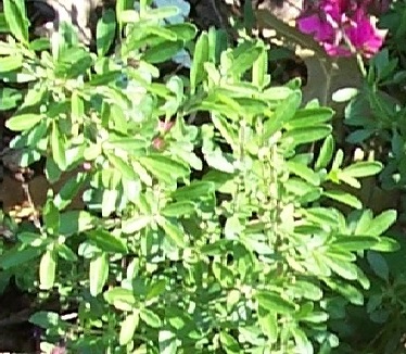 greggii foliage