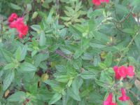 microphylla var microphyllai 1