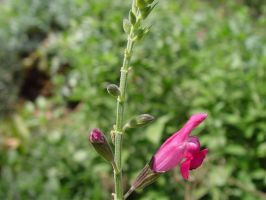 microphylla var wislizenii bud