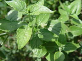 microphylla var wislizenii leaves
