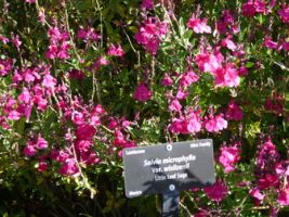 microphylla var wislizenii