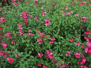 Salvia Miss Scarlet