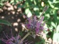 22.S_leucophylla_