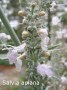7.S_apiana-1