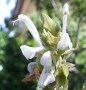 S.-canariensis-Alba
