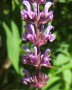 S.-nemerose-Amethyst-1