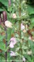 S.-taraxicifolia-1