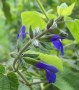 S.-urica-Blue-Ribbon-July-2010-002