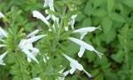 Salvia-coccinea-Snow-Nymph