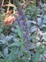 amplexicaulis8-768x1024