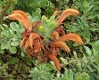 aurea-large-grey-leaf