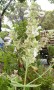 canariensis-candissima-Alba-Dec-23