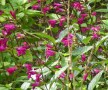 chiapensis-Feb-23