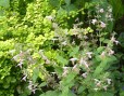 coccinea-bicolor-Jan-2026-