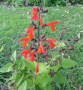 coccinea-fire-bird-march-2024
