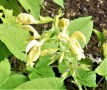 glutinosa-1-2