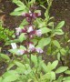 officinalis-Rosea-21-Nov-22