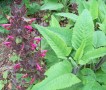 spathacea03